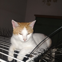 Gattino piccolo vaccinato