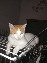 Gattino piccolo vaccinato