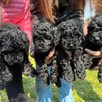 Barboncini nano neri