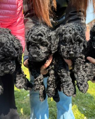 Barboncini nano neri - ultimi due rimasti