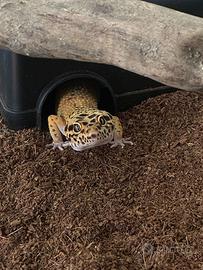Geco leopardino