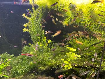 Guppy
