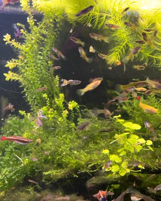 Guppy