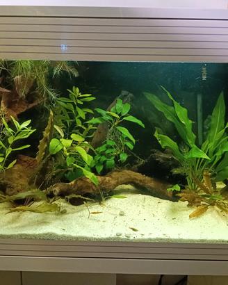 acquario Askoll pure led L