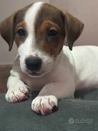 Jack russell