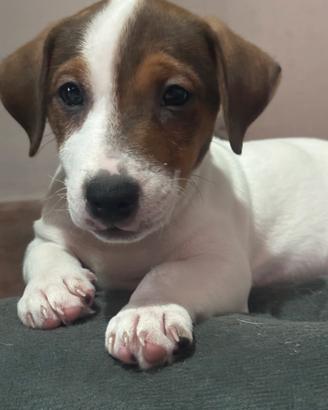 Jack russell