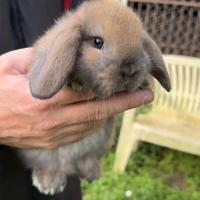 Conigli ariete nano cuccioli