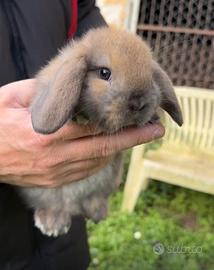 Conigli ariete nano cuccioli
