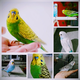 Cocoritii allevate bene a mano buono addestramento