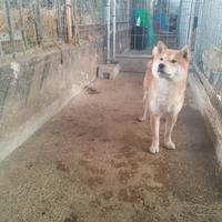 Shiba inu cani cuccioloni
