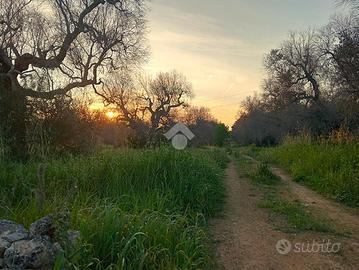 TER. AGRICOLO A SAN VITO DEI NORMANNI