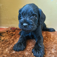 Cucciolo maschio di schnauzer nano