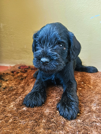 Cucciolo maschio di schnauzer nano