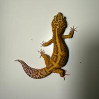 Geco leopardino