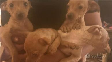 Cuccioli di pincher nani