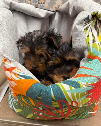 Yorkshire toy cuccioli