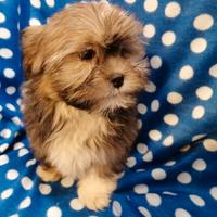 Lhasa Apso cuccioli maschi