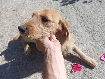 Cucciola taglia piccola