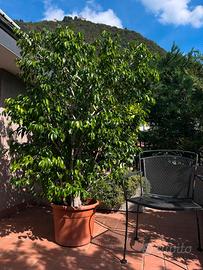 Ficus Benjamin 