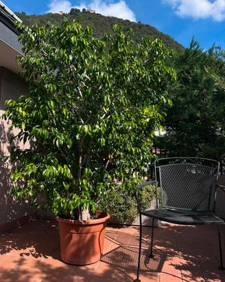 Ficus Benjamin 