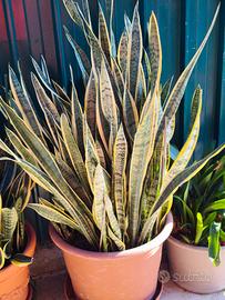 Pianta sansevieria lingua di suocera