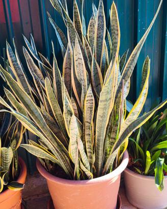 Pianta sansevieria lingua di suocera