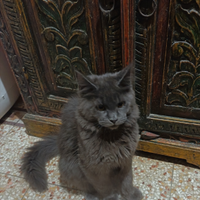 Maine Coon Blu Solid con Pedigree