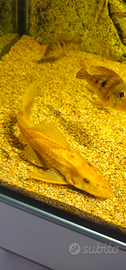 Plecostomus