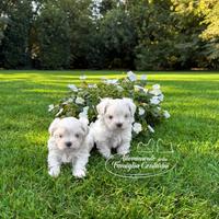 Maltesi cuccioli