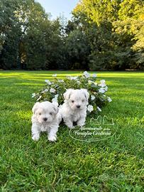 Maltesi cuccioli