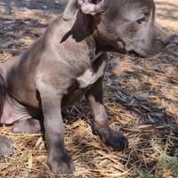 Allevamento e Cuccioli Amstaff Blu