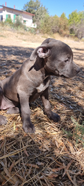 Allevamento e Cuccioli Amstaff Blu