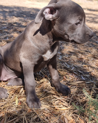 Allevamento e Cuccioli Amstaff Blu