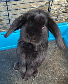 Ariete nano coniglio