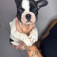 Bulldog francese