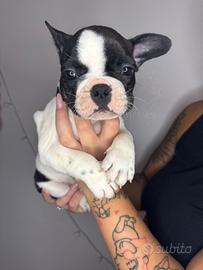 Bulldog francese