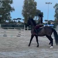Cavallo spagnolo, prezzo trattabile