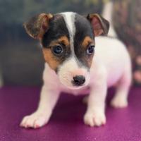 Jack russell