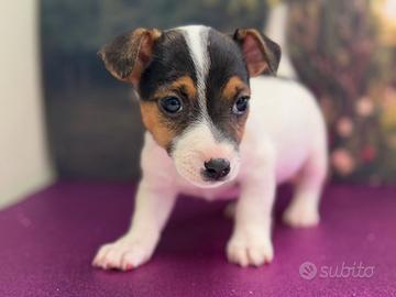 Jack russell