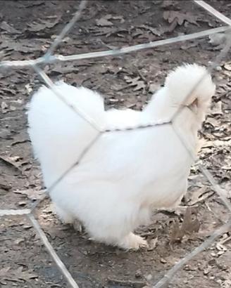 Galline Moroseta