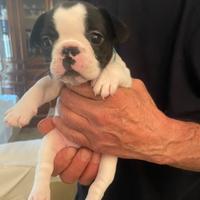 Cuccioli di Bulldogue Francese