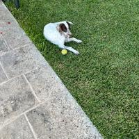 Setter inglese
