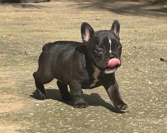 Cuccioli bulldog francese