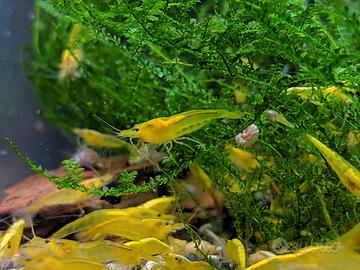 Neocaridine Davidi "Yellow Neon"