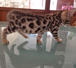 Gatto bengala