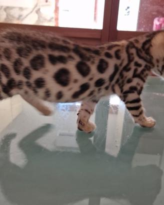 Gatto bengala