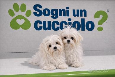 Maltese "mini mini toy" disponibili