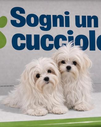 Maltese "mini mini toy" disponibili