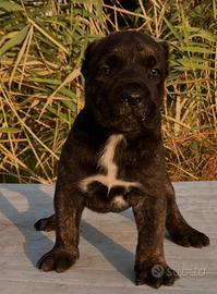 Presa canario