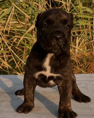 Presa canario